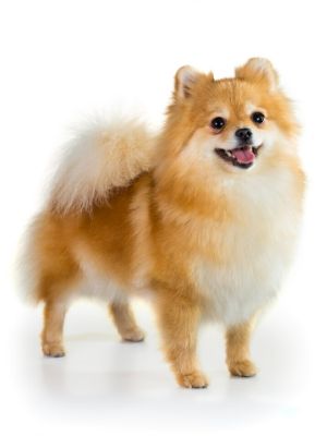 Pomeranian thedogdaily.com
