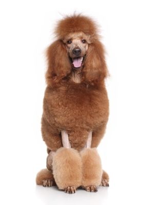 Poodle Standard thedogdaily.com