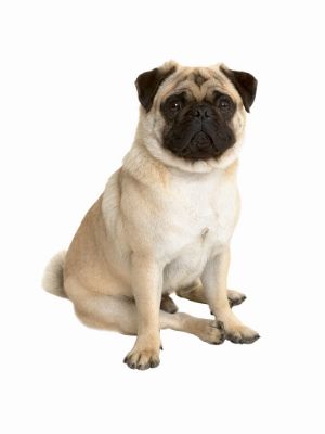 Pug thedogdaily.com
