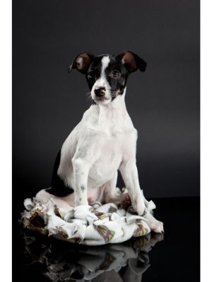 Rat Terrier thedogdaily.com