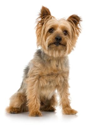 Silky Terrier thedogdaily.com