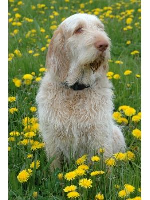 Spinone Italiano thedogdaily.com