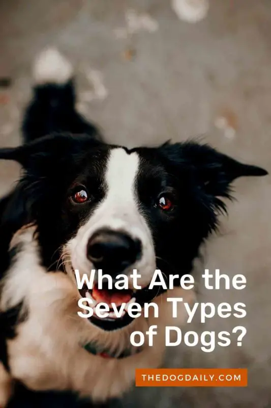 What Are the Seven Types of Dogs thedogdaily.com