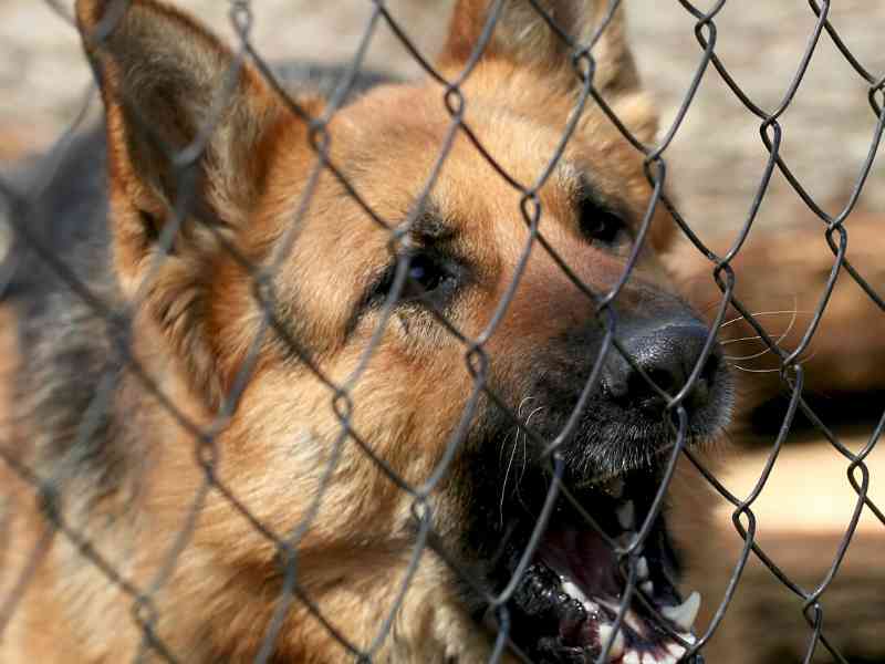 naturally aggressive dogs