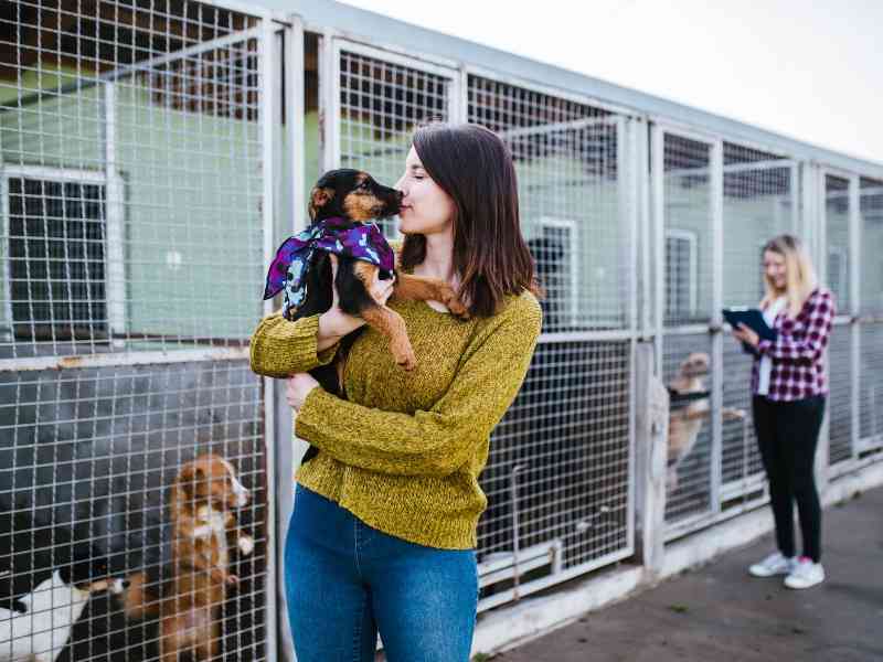 Adopting a Dog What Is the Process and What Should I Look For?