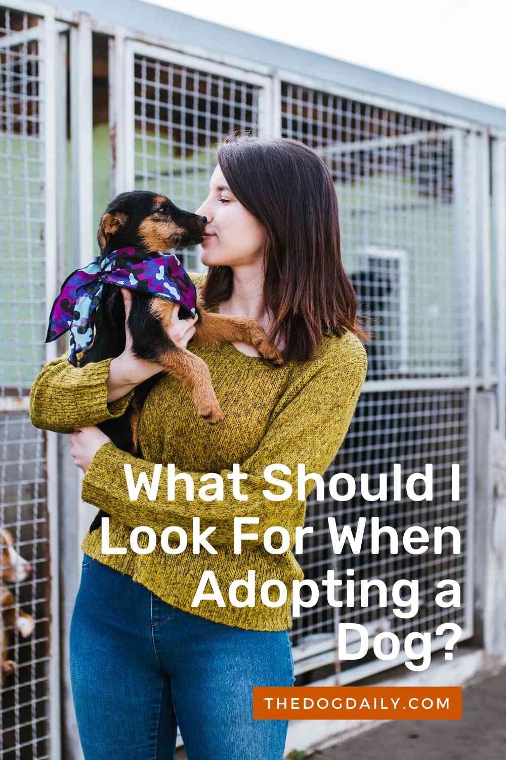 Adopting a Dog What Is the Process and What Should I Look For?