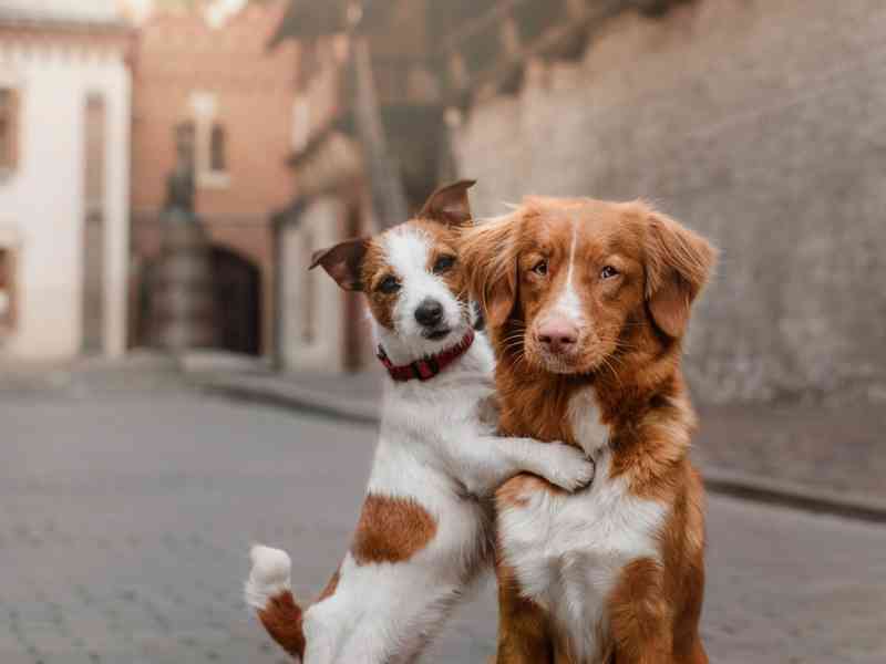 How Do I Know What’s the Best Dog Breed for Me?