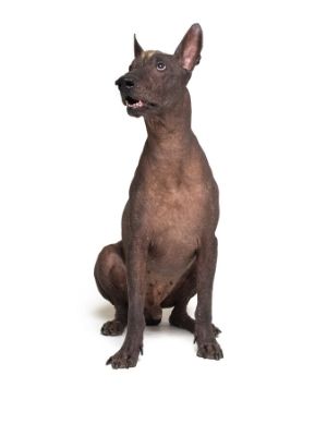 Xoloitzcuintli thedogdaily.com