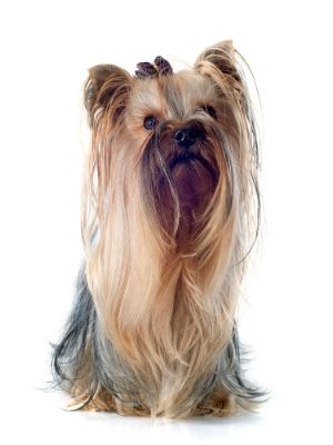 Yorkshire Terrier thedogdaily.com