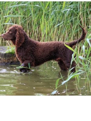 American Water Spaniel thedogdaily.com