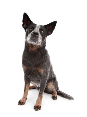 Australian Cattle Dog thedogdaily.com