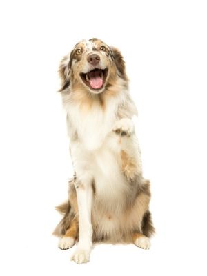 Australian Shepherd thedogdaily.com