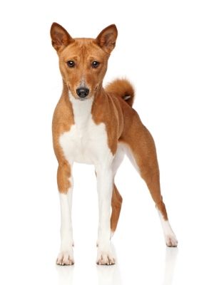 Basenji thedogdaily.com