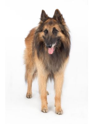Belgian Tervuren thedogdaily.com