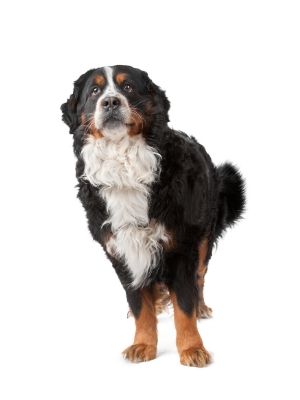 Bernese Mountain Dog thedogdaily.com