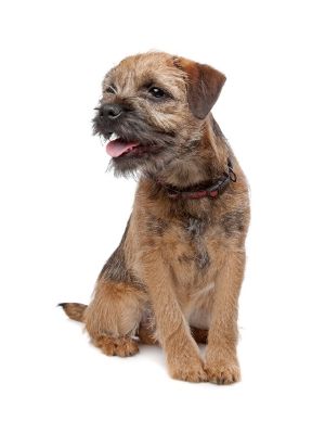 Border Terrier thedogdaily.com