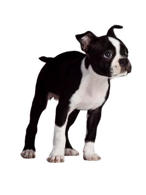 Boston Terrier thedogdaily.com