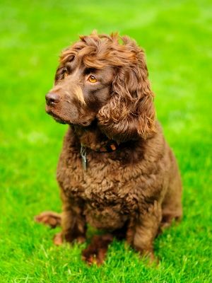 Boykin Spaniel thedogdaily.com