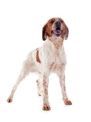 Brittany thedogdaily.com
