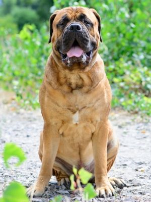 Bullmastiff thedogdaily.com