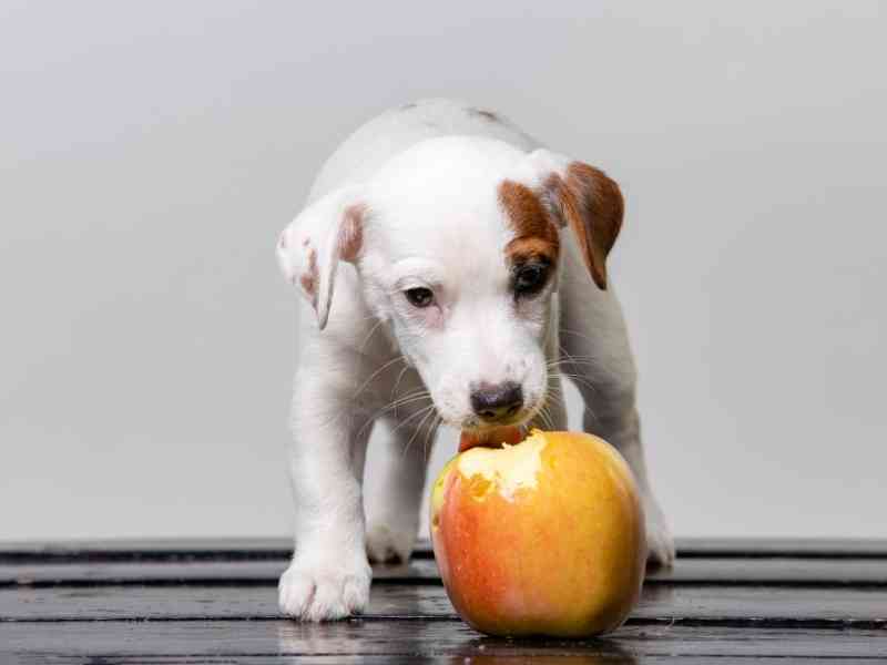 can french bulldogs eat apples