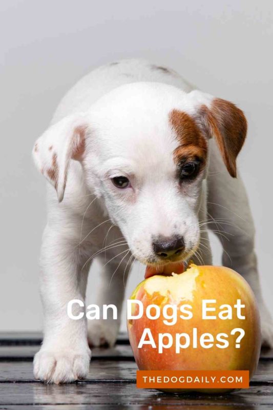 apples bad for dogs