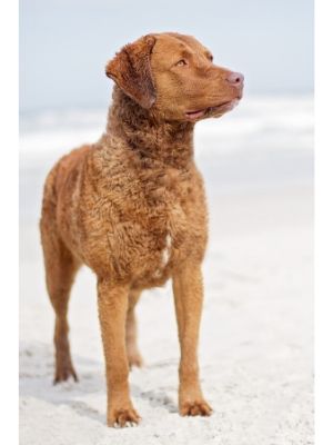 Chesapeake Bay Retriever thedogdaily.com