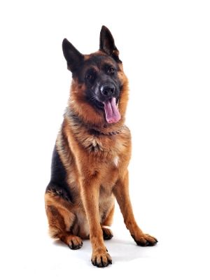 German Shepherd thedogdaily.com