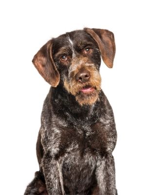 German Wirehaired Pointer thedogdaily.com