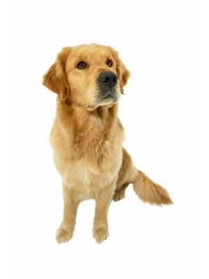 Golden Retriever thedogdaily.com