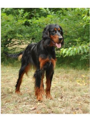 Gordon Setter thedogdaily.com
