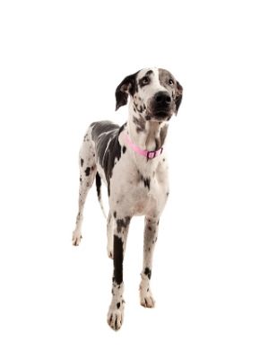 Great Dane thedogdaily.com