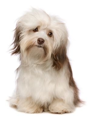 Havanese thedogdaily.com