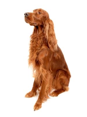 Irish Setter thedogdaily.com