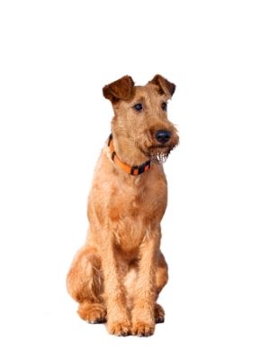 Irish Terrier thedogdaily.com
