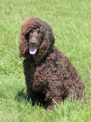 Irish Water Spaniel thedogdaily.com
