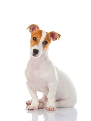 Jack Russell Terrier thedogdaily.com