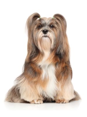 Lhasa Apso thedogdaily.com