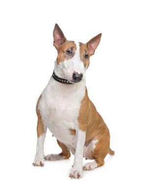 Miniature Bull Terrier thedogdaily.com
