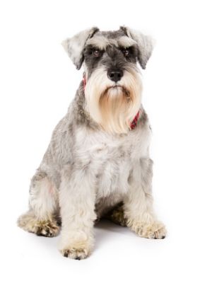 Miniature Schnauzer thedogdaily.com