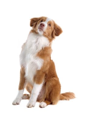 Nova Scotia Duck Tolling Retriever thedogdaily.com