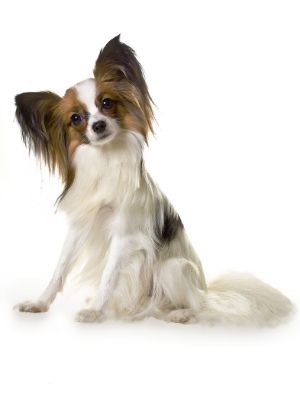 Papillon thedogdaily.com
