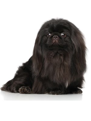Pekingese thedogdaily.com