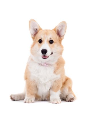 Pembroke Welsh Corgi thedogdaily.com