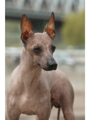 Peruvian Inca Orchid thedogdaily.com