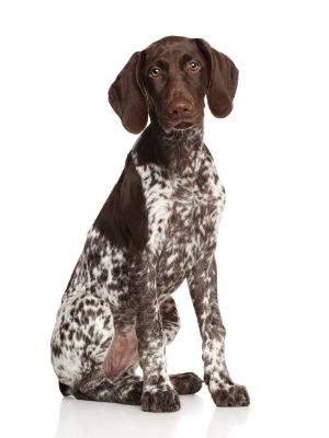 Pointer thedogdaily.com