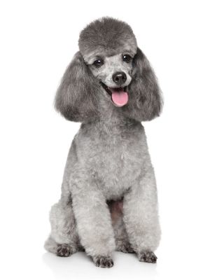 Poodle (Toy) thedogdaily.com