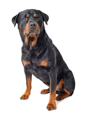Rottweiler thedogdaily.com