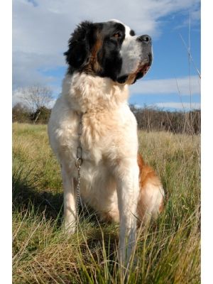 Saint Bernard thedogdaily.com