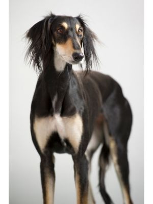 Saluki thedogdaily.com